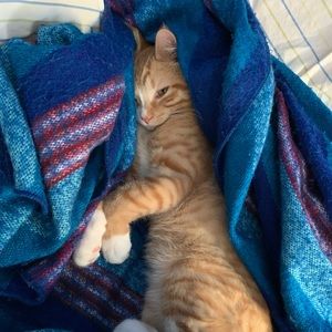 Meet your Posher, Hawley